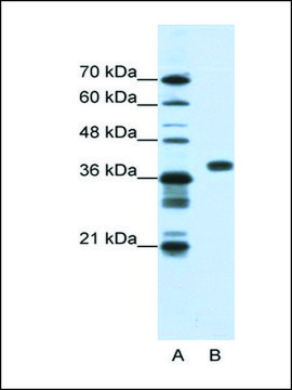 Anti-PCBP1 antibody produced in rabbit IgG fraction of antiserum