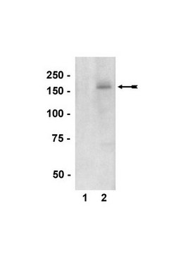 Anti-phospho-nNOS/NOS I (Ser1417) Antibody Upstate&#174;, from rabbit