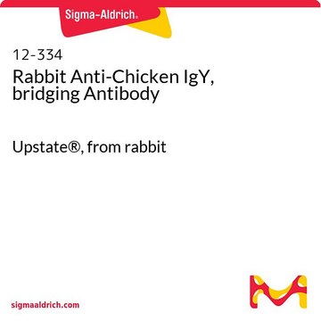 Rabbit Anti-Chicken IgY, bridging Antibody Upstate&#174;, from rabbit