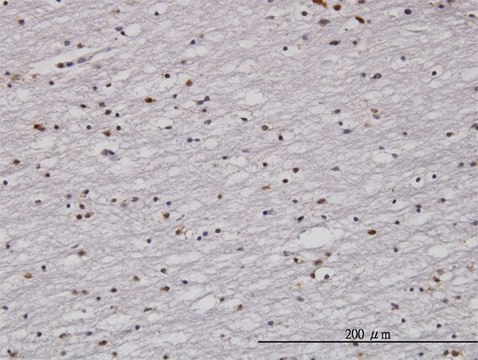 Monoclonal Anti-RAD1, (N-terminal) antibody produced in mouse clone 1G2, purified immunoglobulin, buffered aqueous solution