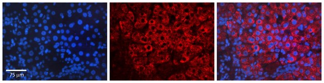 Anti-HSPA1A antibody produced in rabbit IgG fraction of antiserum