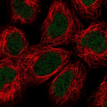 Anti-ALKBH2 antibody produced in rabbit Prestige Antibodies&#174; Powered by Atlas Antibodies, affinity isolated antibody