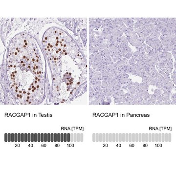 Anti-RACGAP1 antibody produced in rabbit Prestige Antibodies&#174; Powered by Atlas Antibodies, affinity isolated antibody, buffered aqueous glycerol solution