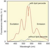 BioTracker™ Green Lipid Peroxide Live Cell Ferroptosis Indicator