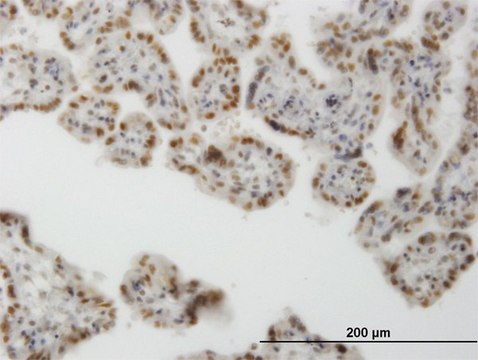 Monoclonal Anti-CLK3 antibody produced in mouse clone 1H2, purified immunoglobulin, buffered aqueous solution