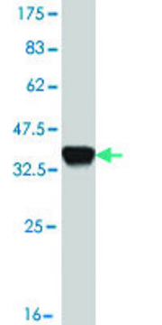 Monoclonal Anti-SMAD6 antibody produced in mouse clone 4F4, purified immunoglobulin, buffered aqueous solution