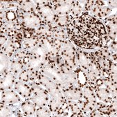 Monoclonal Anti-HIST1H2AG antibody produced in mouse Prestige Antibodies® Powered by Atlas Antibodies, clone CL5039, purified immunoglobulin, buffered aqueous glycerol solution
