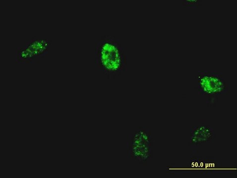 Monoclonal Anti-NKX2-5 antibody produced in mouse clone 3C1, purified immunoglobulin, buffered aqueous solution