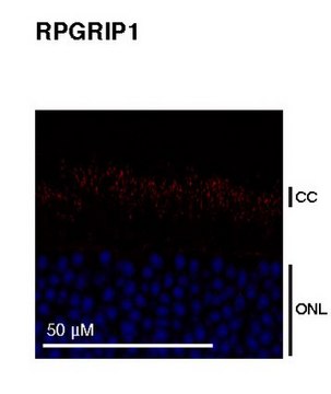 Anti-RPGRIP1 from rabbit