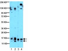 Anti-VEGF Antibody, clone VG1 ascites fluid, clone VG1, from mouse