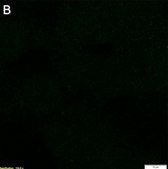 Anti-CAM-cysteine Antibody, clone 52H11 ZooMAb® Rabbit Monoclonal recombinant, expressed in HEK 293 cells