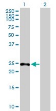 Anti-SAMD4A antibody produced in mouse purified immunoglobulin, buffered aqueous solution