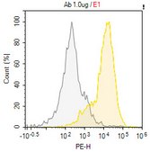 Anti-H2-Kb Antibody, clone 25D1.16