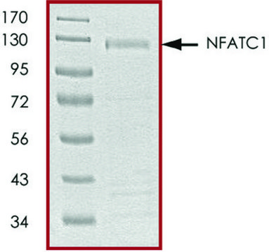 NFATC1, GST tagged human recombinant, expressed in baculovirus infected Sf9 cells, &#8805;70% (SDS-PAGE), buffered aqueous glycerol solution