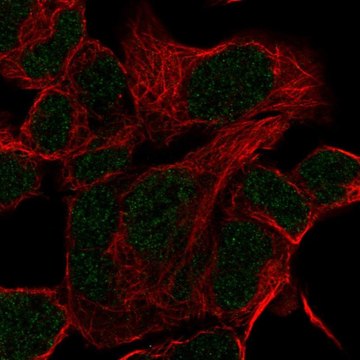 Anti-HOXD11 antibody produced in rabbit Prestige Antibodies&#174; Powered by Atlas Antibodies, affinity isolated antibody