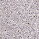 Anti-EXOG antibody produced in rabbit Prestige Antibodies® Powered by Atlas Antibodies, affinity isolated antibody