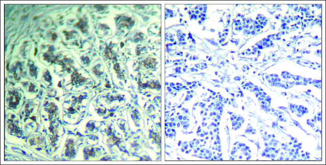 Anti-PLCG1 (Ab-771) antibody produced in rabbit affinity isolated antibody