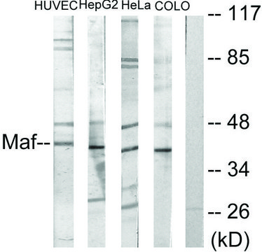 Anti-MAF antibody produced in rabbit affinity isolated antibody