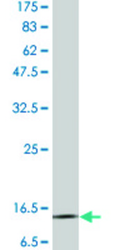 Monoclonal Anti-CST3 antibody produced in mouse clone 1H4, purified immunoglobulin, buffered aqueous solution