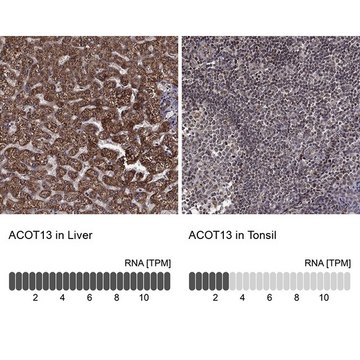 Anti-ACOT13 antibody produced in rabbit Prestige Antibodies® Powered by Atlas Antibodies, affinity isolated antibody, buffered aqueous glycerol solution