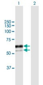 Anti-SNX8 antibody produced in mouse purified immunoglobulin, buffered aqueous solution