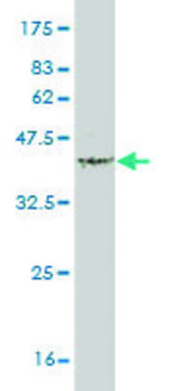 Monoclonal Anti-TNFSF18 antibody produced in mouse clone 6F7, purified immunoglobulin, buffered aqueous solution