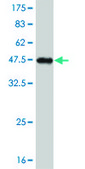 Monoclonal Anti-NKX2-5 antibody produced in mouse clone 4B11, purified immunoglobulin, buffered aqueous solution