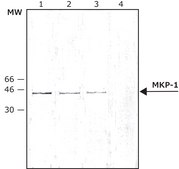Anti-MAP Kinase Phosphatase-1 (MKP-1) antibody produced in rabbit IgG fraction of antiserum, buffered aqueous solution