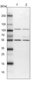 Anti-HACL1 antibody produced in rabbit Prestige Antibodies® Powered by Atlas Antibodies, affinity isolated antibody, buffered aqueous glycerol solution