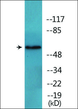 Anti-phospho-FRS2 (pTyr436) antibody produced in rabbit affinity isolated antibody