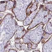 Anti-TFPI2 antibody produced in rabbit Prestige Antibodies® Powered by Atlas Antibodies, affinity isolated antibody, buffered aqueous glycerol solution