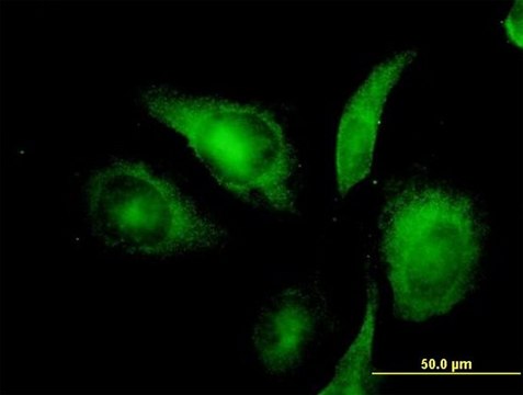 Monoclonal Anti-NIFUN antibody produced in mouse clone 3B8-1C4, purified immunoglobulin, buffered aqueous solution