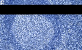 Anti-SIPA1 Antibody, clone 1D5 ZooMAb® Rabbit Monoclonal recombinant, expressed in HEK 293 cells