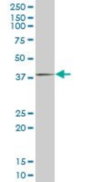 Monoclonal Anti-FHL1 antibody produced in mouse clone 2F7, purified immunoglobulin, buffered aqueous solution