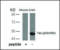 Anti-phospho-MAPT (pSer404) antibody produced in rabbit affinity isolated antibody
