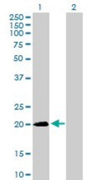 Anti-SNX24 antibody produced in mouse purified immunoglobulin, buffered aqueous solution