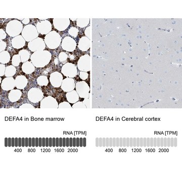 Anti-DEFA4 antibody produced in rabbit Prestige Antibodies&#174; Powered by Atlas Antibodies, affinity isolated antibody, buffered aqueous glycerol solution