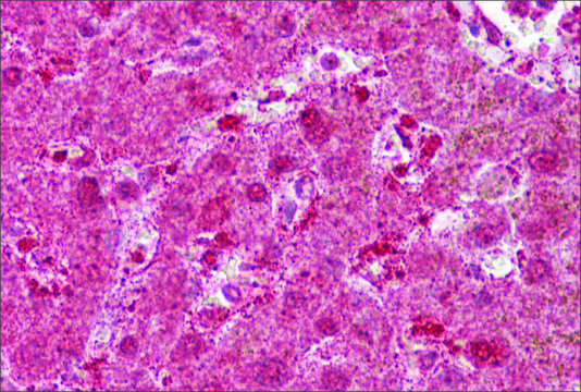 Anti-MST1 antibody produced in rabbit affinity isolated antibody