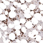 Monoclonal Anti-Mpo Antibody Produced In Mouse Prestige Antibodies® Powered by Atlas Antibodies, clone CL15002, affinity isolated antibody, buffered aqueous glycerol solution