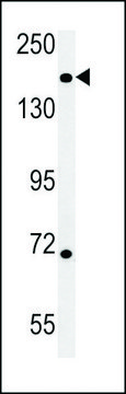 ANTI-DI3L1 (N-TERMINAL) antibody produced in rabbit affinity isolated antibody, buffered aqueous solution