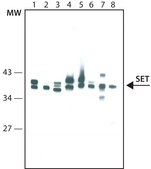 Anti-SET antibody, Mouse monoclonal clone SET51, purified from hybridoma cell culture