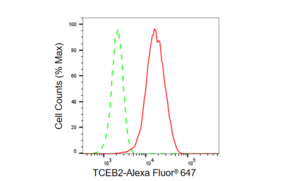 KD-Validated Anti TCEB2 Antibody, clone 23GB5615, Rabbit Monoclonal clone 23GB5615, recombinant rabbit monoclonal, expressed in HEK293 cells
