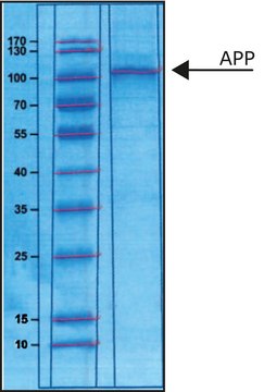 分泌的淀粉样前体蛋白&#945; 人 &gt;90% (SDS-PAGE), recombinant, expressed in E. coli (N-terminal histidine tagged), buffered aqueous solution