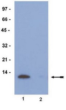 Anti-acetyl-Histone H4 (Lys5) Antibody, rabbit monoclonal culture supernatant, Upstate&#174;