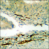 Anti-phospho-Tuberin/TSC2 (pSer939) antibody produced in rabbit affinity isolated antibody