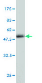 Monoclonal Anti-CD83 antibody produced in mouse clone 3G10-1F4, purified immunoglobulin, buffered aqueous solution