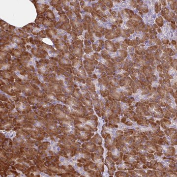 Anti-RALBP1 antibody produced in rabbit Prestige Antibodies&#174; Powered by Atlas Antibodies, affinity isolated antibody, buffered aqueous glycerol solution