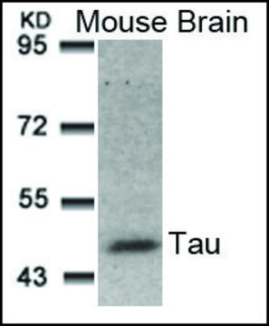 Anti-MAPT (Ab-181) antibody produced in rabbit affinity isolated antibody