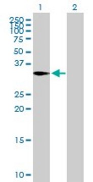 Anti-CAPZA2 antibody produced in mouse purified immunoglobulin, buffered aqueous solution