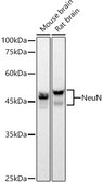 Anti-NeuN Antibody, clone 3M5M9, Rabbit Monoclonal